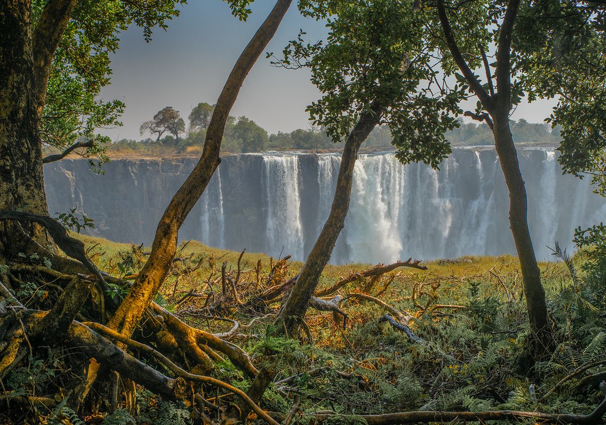 Тропический лес около водопада Виктория